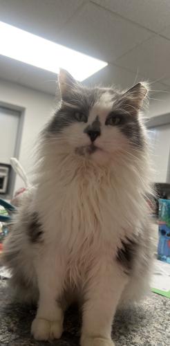 Lost Male Cat last seen West 8th St West Wyoming/ Cookie corner day care , West Wyoming, PA 18644
