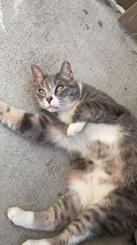 Lost Male Cat last seen In the patio , Rosemount, MN 55068