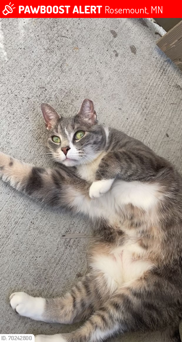 Lost Male Cat last seen In the patio , Rosemount, MN 55068