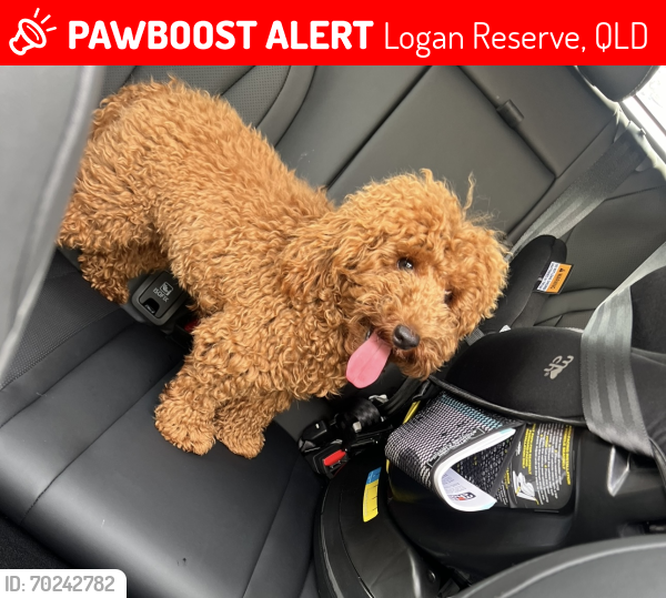 Lost Male Dog last seen Jackson Chase, Logan Reserve, QLD 4133