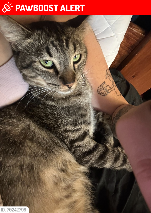 Lost Male Cat last seen Ironwood apmts on 4th st ontario, Rancho Cucamonga, CA 91730