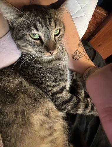 Lost Male Cat last seen Ironwood apmts on 4th st ontario, Rancho Cucamonga, CA 91730