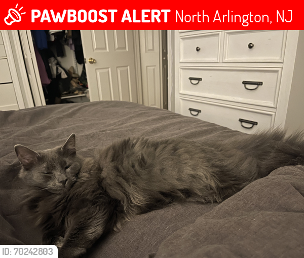 Lost Female Cat last seen Park Avenue , North Arlington, NJ 07031