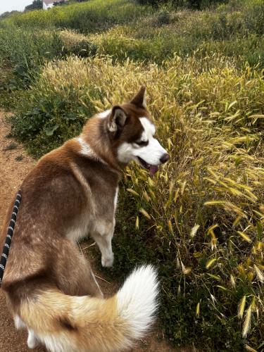 Lost Male Dog last seen Hidden valley, Corona, CA 92879