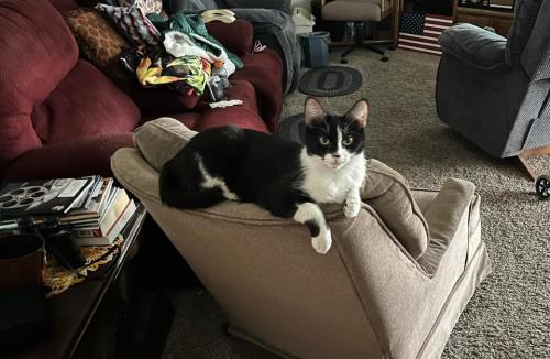 Lost Female Cat last seen Idle Ave and Upland , Las Vegas, NV 89107