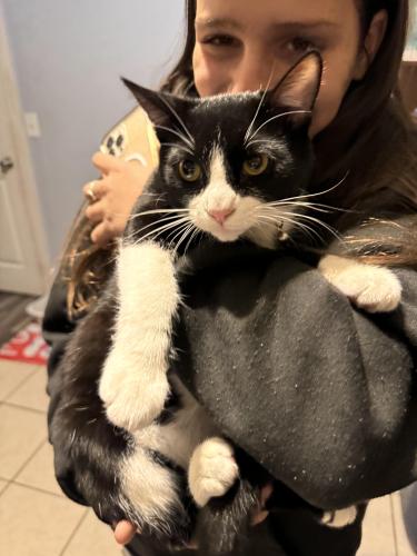 Lost Male Cat last seen Lucille moore, Panama City, FL 32405
