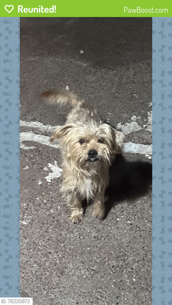 Reunited Male Dog last seen Near Southwest Fwy Stafford, TX  77477 United States, Sugar Land, TX 77479