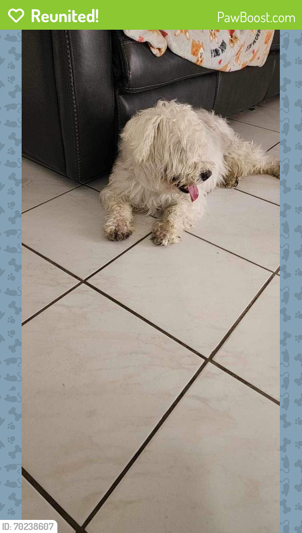 Reunited Male Dog last seen Nw 109th Ave and Nw 7th st, Miami, FL 33172
