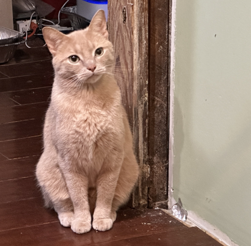 Lost Male Cat last seen 20th Street and Delaware Street, Indianapolis, IN 46202