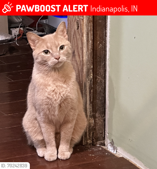 Lost Male Cat last seen 20th Street and Delaware Street, Indianapolis, IN 46202