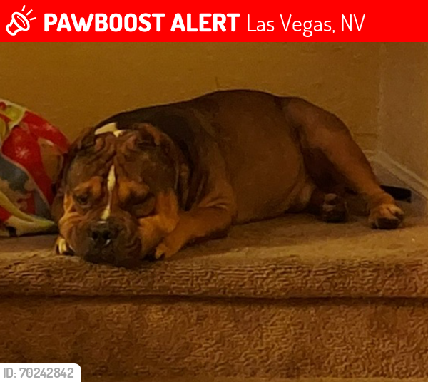 Lost Male Dog last seen Bonanza & page street 89110, Las Vegas, NV 89101