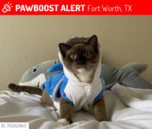 Lost Male Cat last seen N Tarrant , Fort Worth, TX 76244