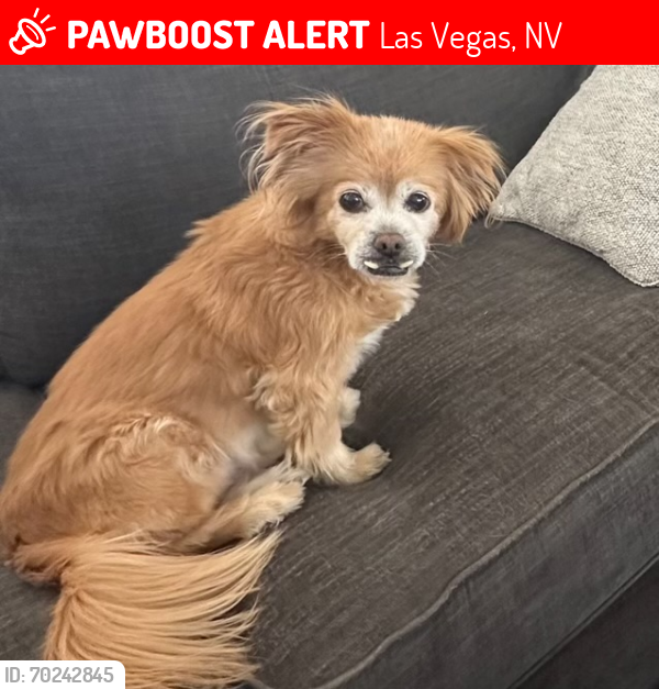 Lost Male Dog last seen Windmill and Buffalo, Las Vegas, NV 89113
