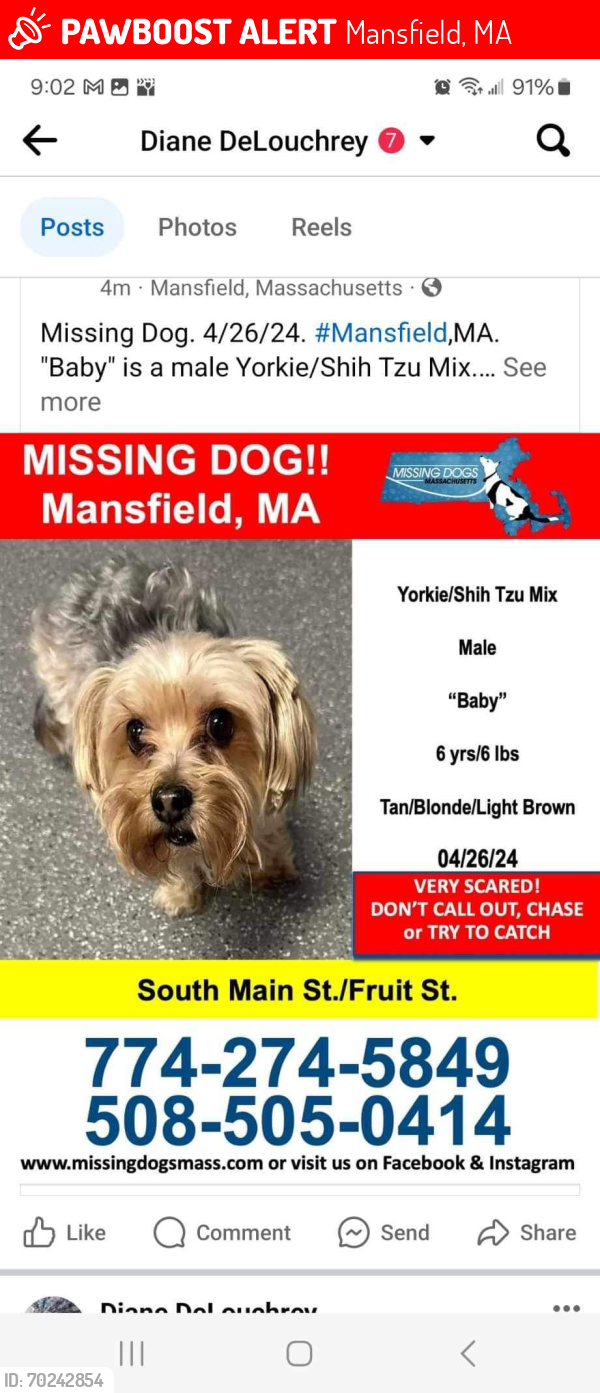 Lost Male Dog last seen Morse st Mansfield ma , Mansfield, MA 02048