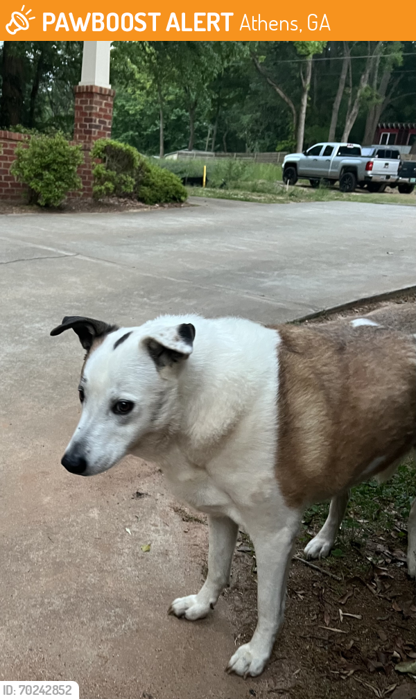 Found/Stray Female Dog last seen Trail Creek and 1st Ave, Athens, GA, Athens, GA 30601
