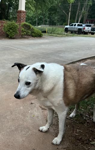 Found/Stray Female Dog last seen Trail Creek and 1st Ave, Athens, GA, Athens, GA 30601