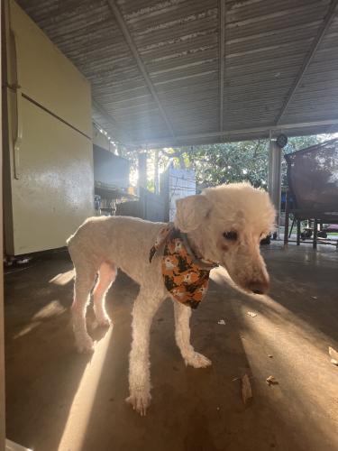 Lost Male Dog last seen Bristol and warner, Santa Ana, CA 92707
