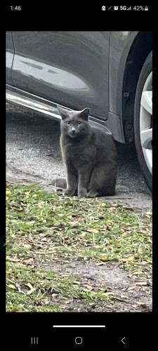 Lost Female Cat last seen Near West 16th Avenue, Hialeah, FL 33014 by Palm Lakes Elementary, Hialeah, FL 33014