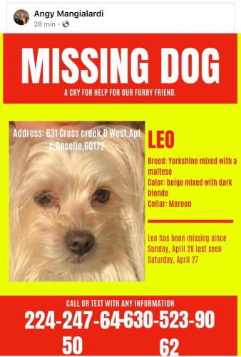 Lost Male Dog last seen Cross creek drive, Roselle, IL 60172