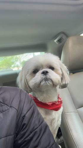 Lost Male Dog last seen THE DURHAM, Mesquite, TX 75150