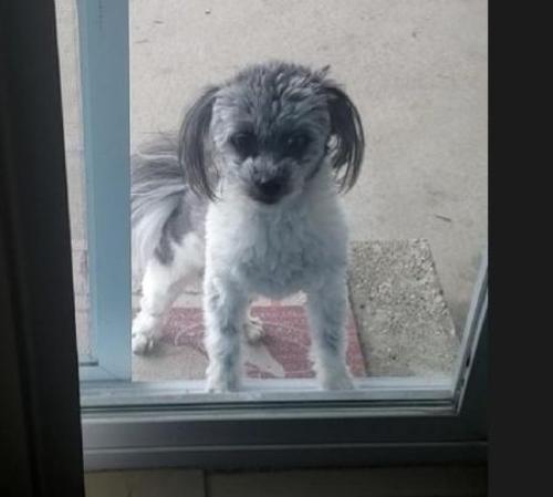 Lost Female Dog last seen 72nd street and Jeffery, Chicago, IL 60649