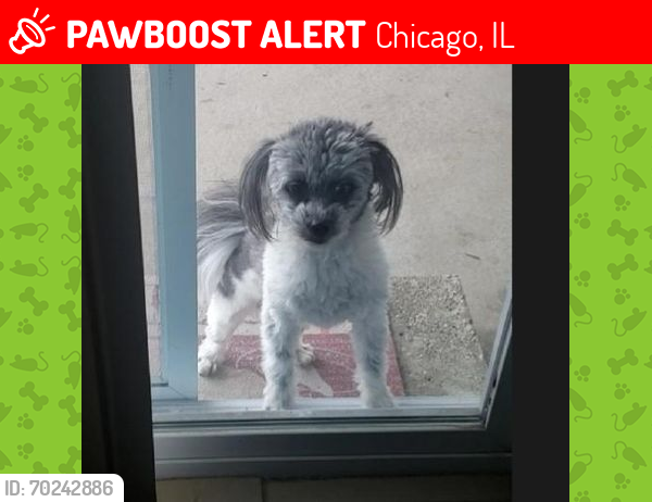 Lost Female Dog last seen 72nd street and Jeffery, Chicago, IL 60649