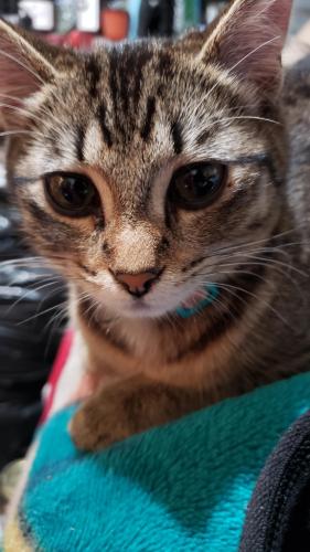 Lost Female Cat last seen S 17th and oakes st tacoma, wa 98405, Tacoma, WA 98405