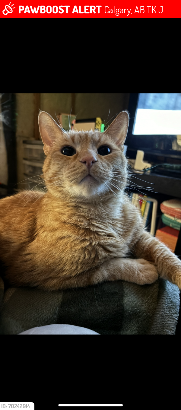 Lost Male Cat last seen Near covecreek close ne, Calgary, AB T3K 0J6