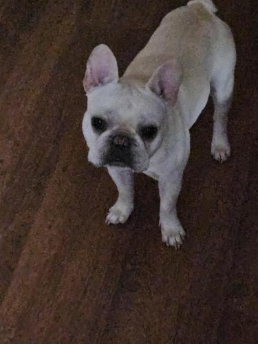 Lost Male Dog last seen Off white horse road , Greenville, SC 29605