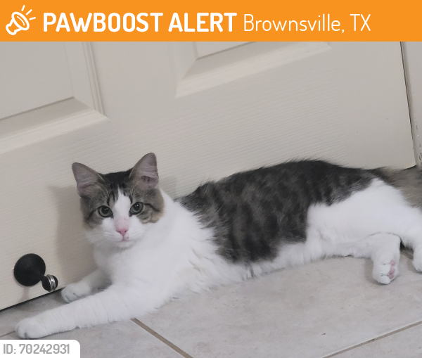 Found/Stray Male Cat last seen El Hueso De Fraile , Brownsville, TX 78520