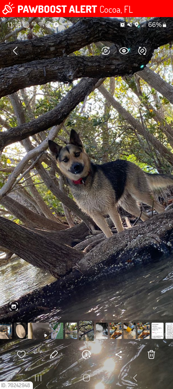 Lost Female Dog last seen Cocoa florida, Cocoa, FL 32922