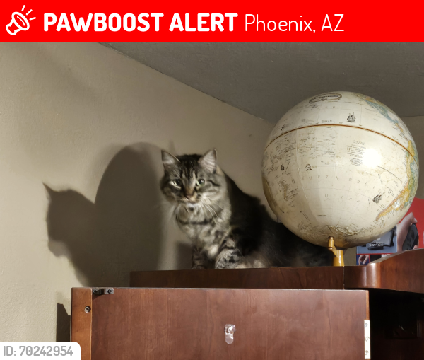 Lost Female Cat last seen 48th Street and Southern Avenue , Phoenix, AZ 85040
