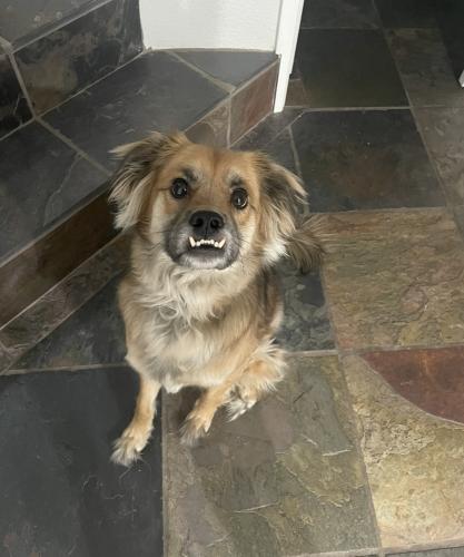 Lost Male Dog last seen Cesar Chávez Park Lavern, Laveen Village, AZ 85041