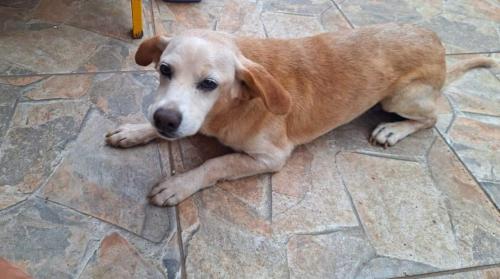 Lost Male Dog last seen Bairro Jardim Takebe-_Biritiba Mirim, Biritiba Mirim, SP 08940-000