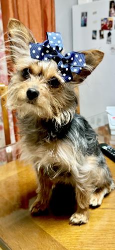Lost Female Dog last seen Woodland and Ferry st, Lawrence, MA 01841