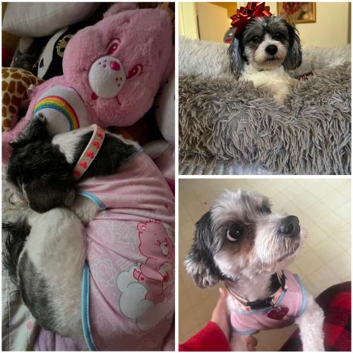 Lost Female Dog last seen Wilmington/Alameda Ave/Manchester, Willowbrook, CA 90222