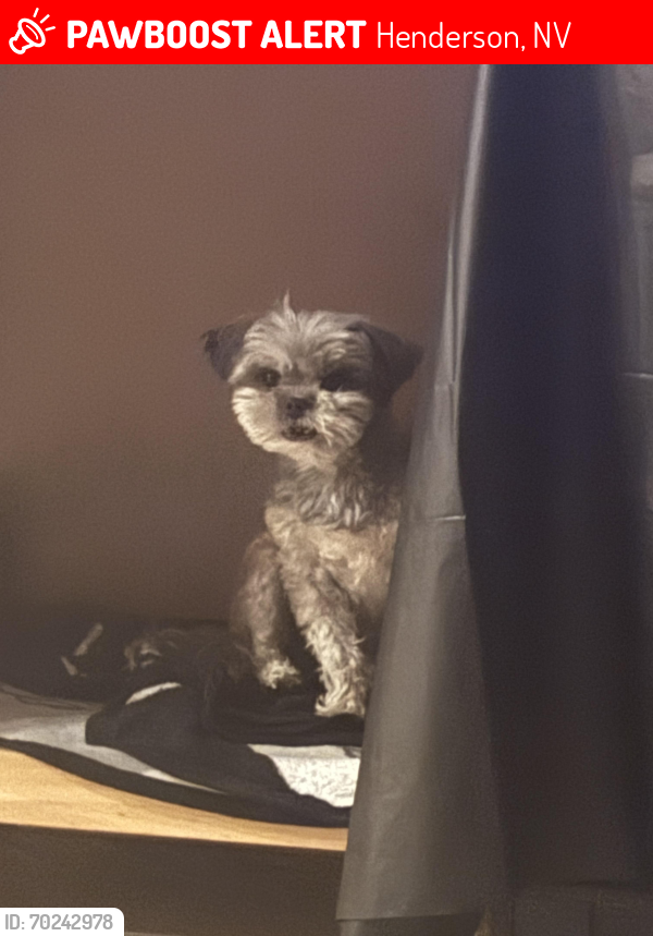 Lost Male Dog last seen amigo, and st rose, Henderson, NV 89052