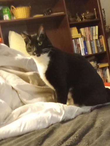 Lost Male Cat last seen Near State Rd 48 Durant OK , Durant, OK 74702