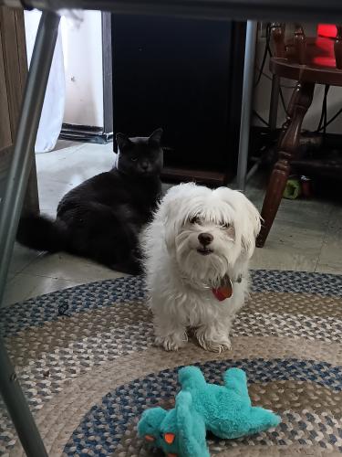 Lost Male Dog last seen Near Autumn st, Worcester, MA 01603
