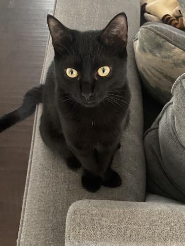 Lost Male Cat last seen Thistlewood Dr, Pasadena, TX 77504