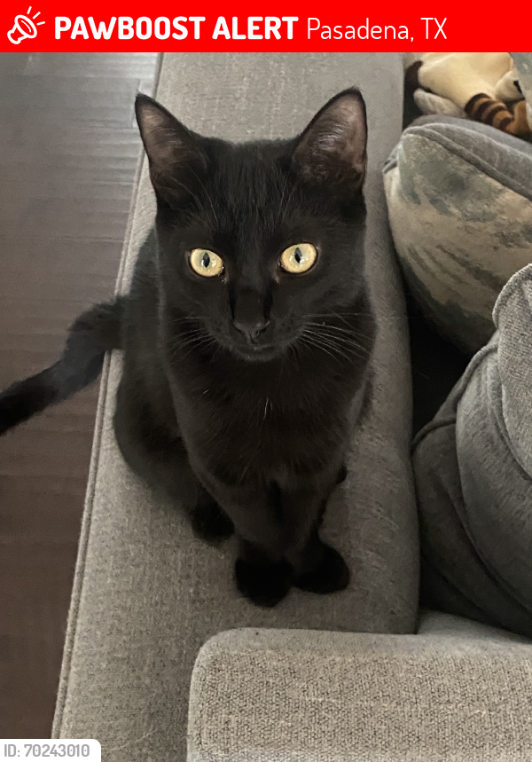Lost Male Cat last seen Thistlewood Dr, Pasadena, TX 77504