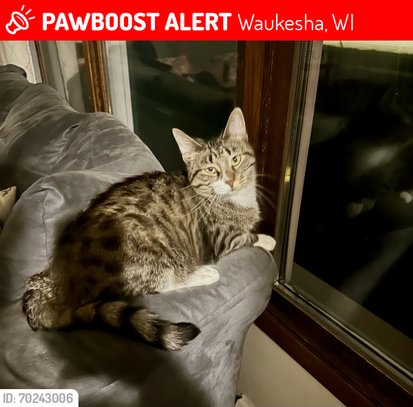 Lost Female Cat last seen Oakdale and Sunset, Waukesha, WI 53189