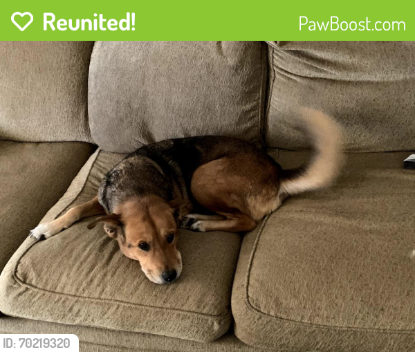 Reunited Female Dog last seen 75th Ave & Peoria , Peoria, AZ 85345