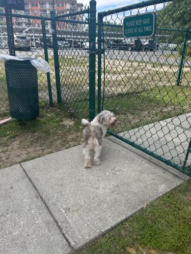 Lost Female Dog last seen Retirement community Azalea Trace., Pensacola, FL 32514