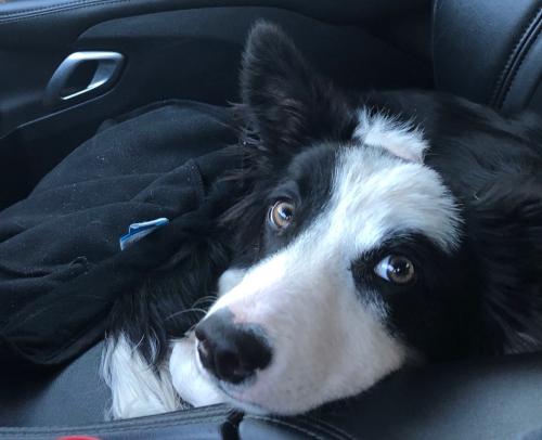 Lost Male Dog last seen He’s a border collie named Ty, reward if found , Azusa, CA 91702