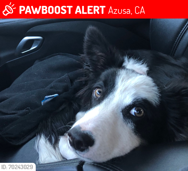 Lost Male Dog last seen He’s a border collie named Ty, reward if found , Azusa, CA 91702