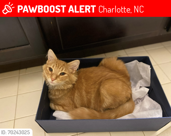 Lost Male Cat last seen Siemens Steele Creek, Charlotte, NC 28278