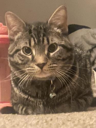Lost Male Cat last seen Northland , Columbus, OH 43229
