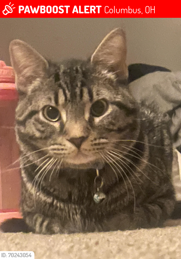Lost Male Cat last seen Northland , Columbus, OH 43229
