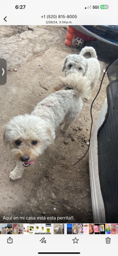 Lost Female Dog last seen Ajo and mission , Tucson, AZ 85713